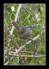 Campylorhynchus yucatanicus