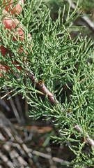 Tamarix canariensis