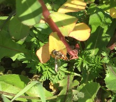 Syrphidae