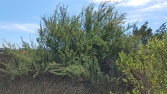 Tamarix canariensis