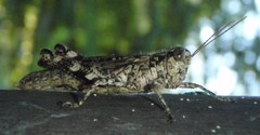 Melanoplus punctulatus