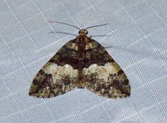 Hydriomena albifasciata