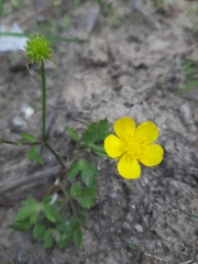 Ranunculus repens