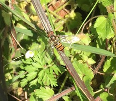 Syrphidae
