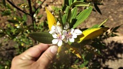 Trembleya parviflora