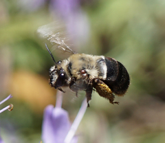Habropoda tristissima