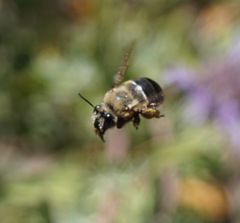 Habropoda tristissima