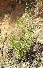 Trembleya parviflora