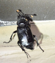Nicrophorus nigrita