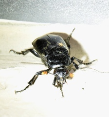 Nicrophorus nigrita