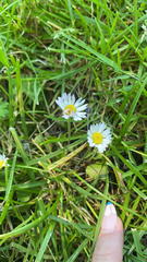 Bellis perennis