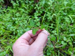 Gratiola sexdentata
