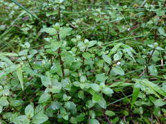 Gratiola sexdentata