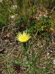 Scorzonera angustifolia