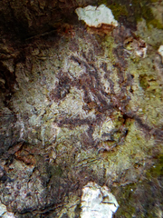 Opegrapha
