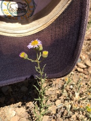 Erigeron foliosus franciscensis