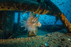 Pterois russelii