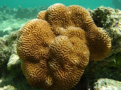 Leptoria phrygia