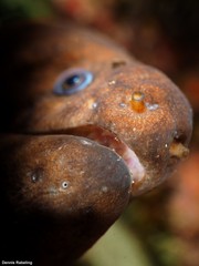 Gymnothorax unicolor