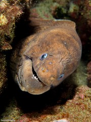 Gymnothorax unicolor