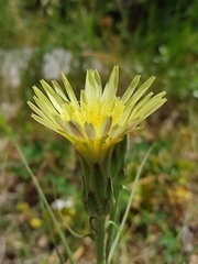 Scorzonera angustifolia