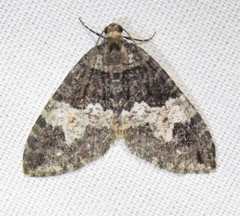 Hydriomena albifasciata