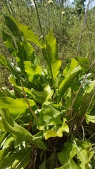 Rhaponticoides africana