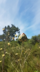 Rhaponticoides africana