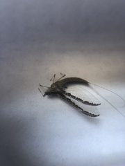 Ephemeroptera