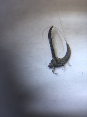 Ephemeroptera