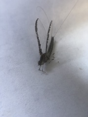 Ephemeroptera