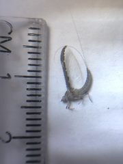 Ephemeroptera