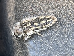 Acmaeodera pubiventris lanata