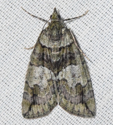 Hydriomena expurgata