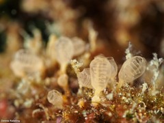 Pycnoclavella
