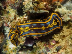 Felimare fontandraui