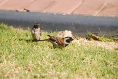 Passer melanurus vicinus