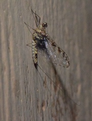 Callibaetis pictus