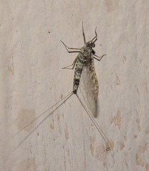 Callibaetis pictus