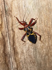 Acanthaspis bilineolata