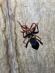 Acanthaspis bilineolata