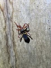 Acanthaspis bilineolata