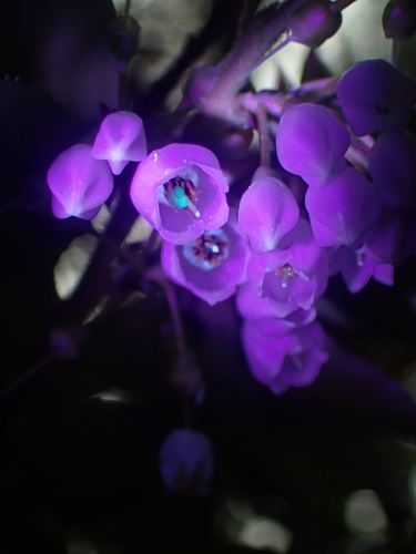Vaccinium ovatum