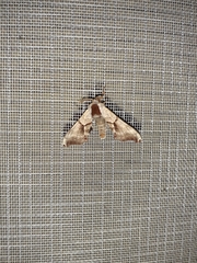 Smerinthinae