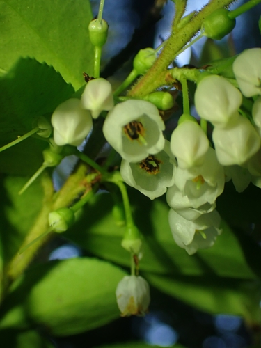 Vaccinium ovatum