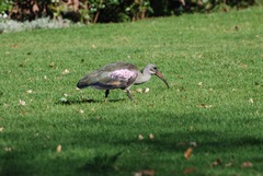 Bostrychia hagedash hagedash