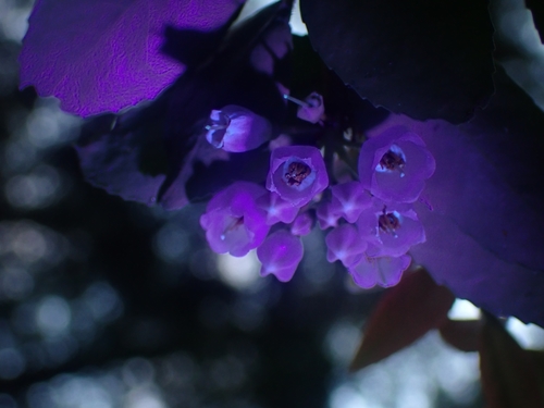 Vaccinium ovatum
