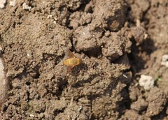 Chrysanthrax edititius