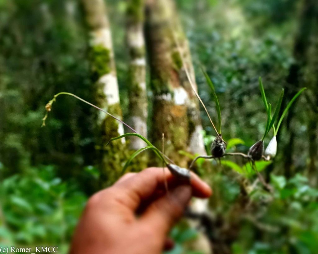 Bulbophyllum rauhii
