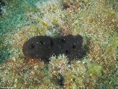 Chalinula parasimulans